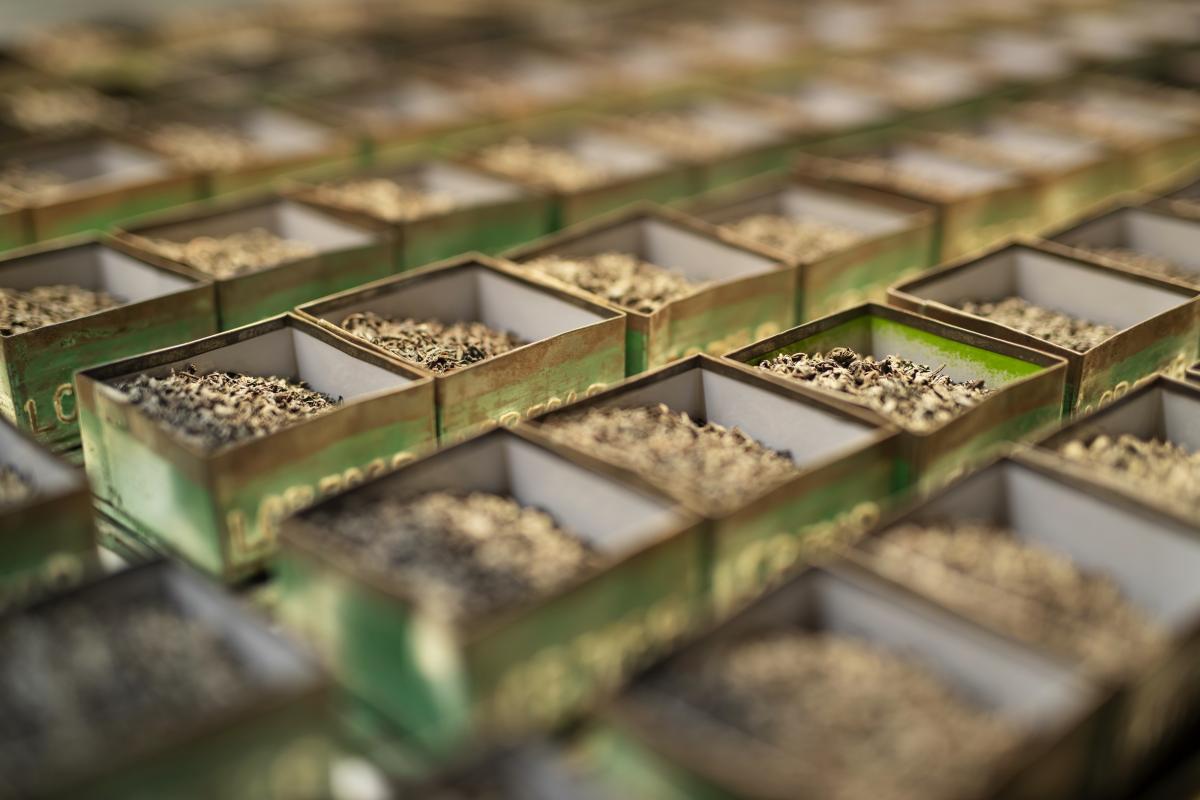 The Dilmah family business tastes 10,000 teas each week.